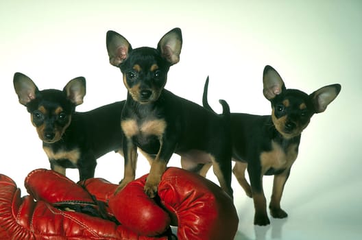 Deer Pinscher Babies