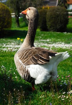 Toulouse goose