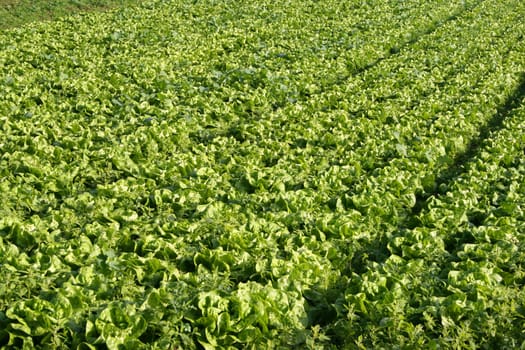 Lettuce (2)