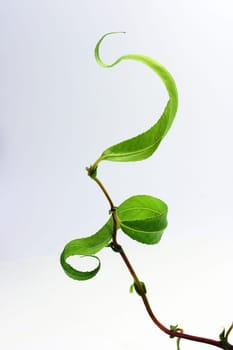 Nature Art Line Composition
