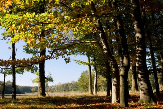 Autumn forest
