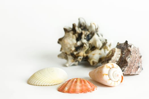 Shellfish,isolated