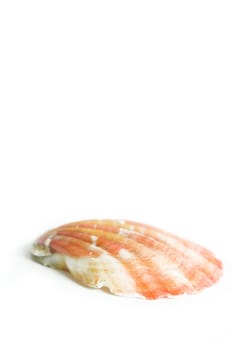 Shellfish,isolated