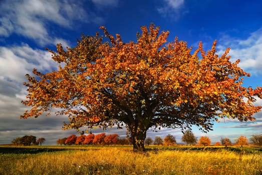 Autumn Tree