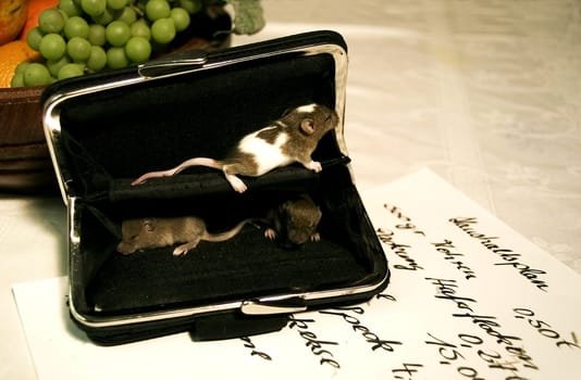 Mice...