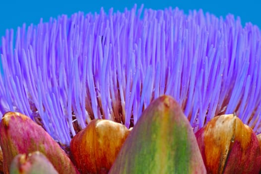 Blossom,Cardoon