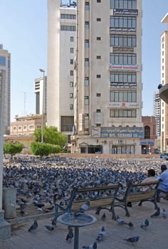 Plague of pigeons