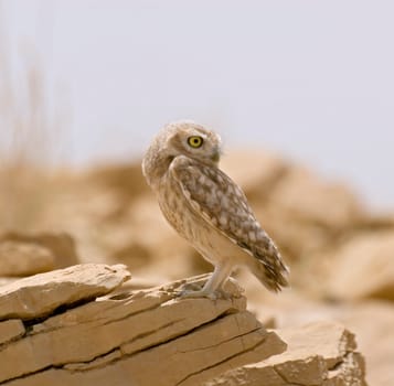 Barn Owl,Saudi Arabia