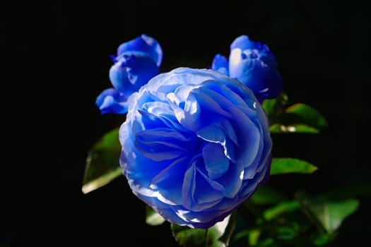 Rose Charles de Gaulle