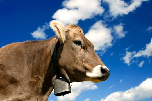 Swiss Cow