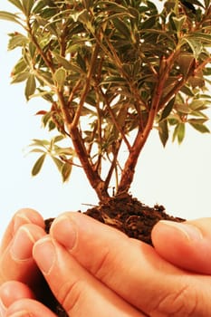 Hand Holding Tree