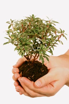 Tree of Life Heals