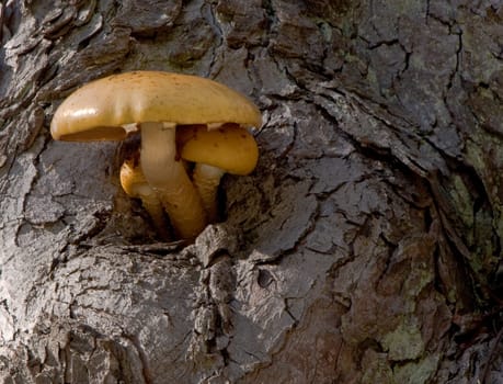 Tree Mushroom Goldfellschuepling