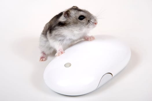 Computer Mouse