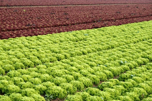 Salad (2)