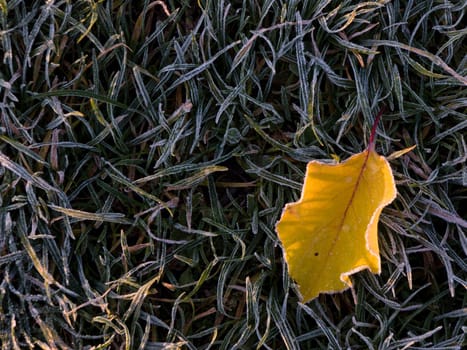 Yellow leaf of hornbeam