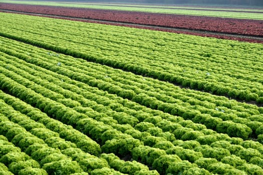 Salad (3)