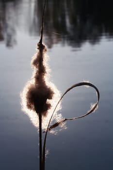 Cattail