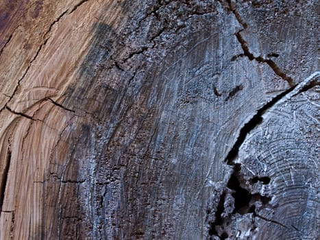 Trimmed timber