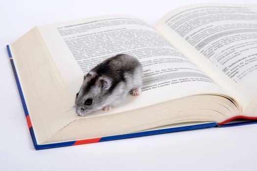 Bookworm