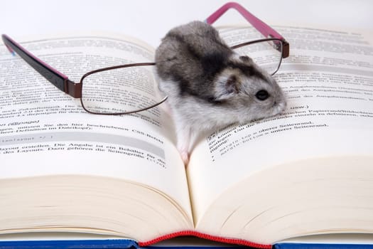 Bookworm