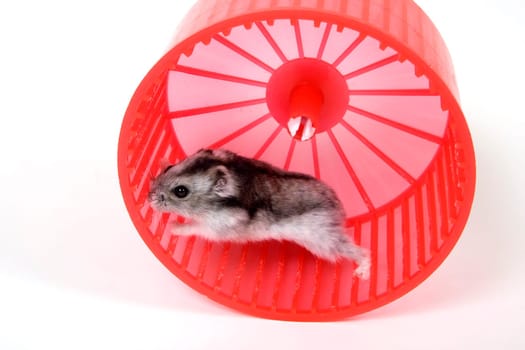 Mouse in the barrel