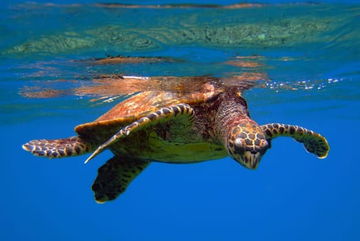 Sea turtle