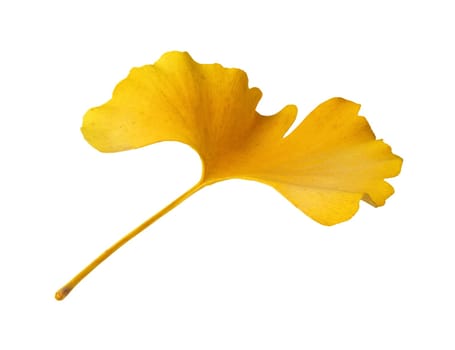 Ginkgo 18