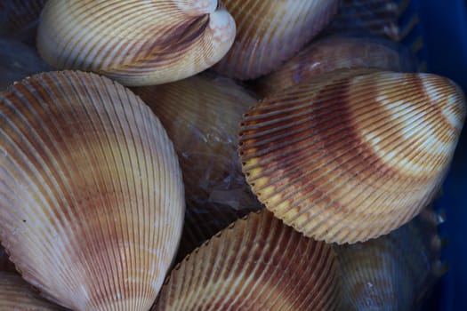 Mussels