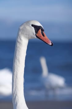 Swan Portrait