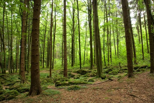 Trees in the Druid's Grove