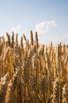 Ears of wheat