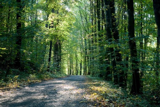 Path in the forest
