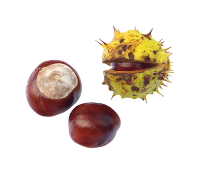 Chestnut 06