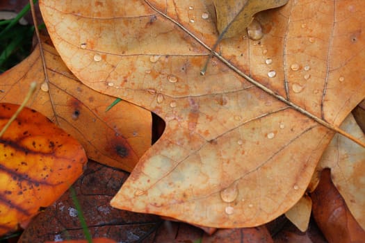 (Fall foliage) or (fall leaves) or (autumn leaves)