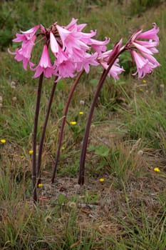 Crinum