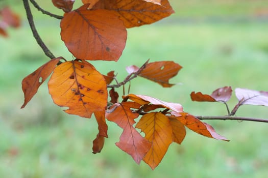 European Beech Branch