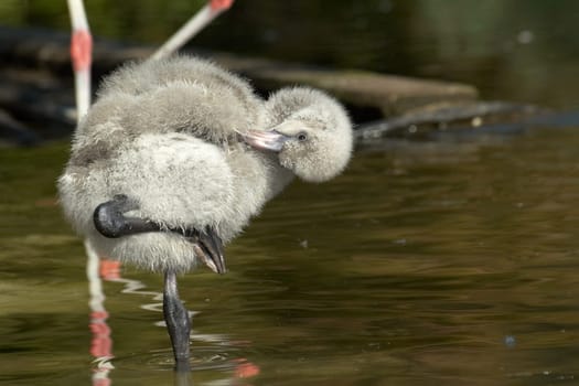 Young Flamingo (3)