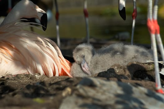 Young flamingo in nest