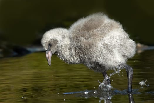 Young Flamingo (2)