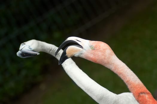 Flamingo-shaded