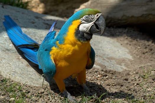 Yellow-breasted Macaw