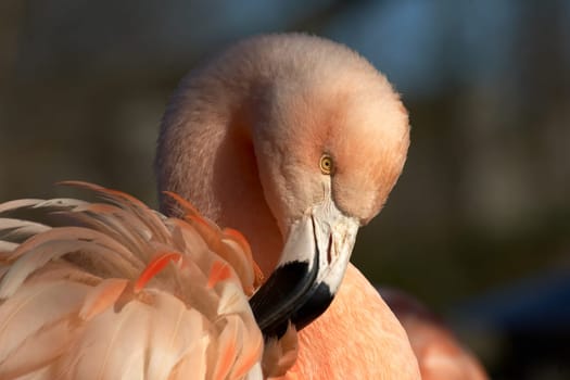 Flamingo Portrait (2)