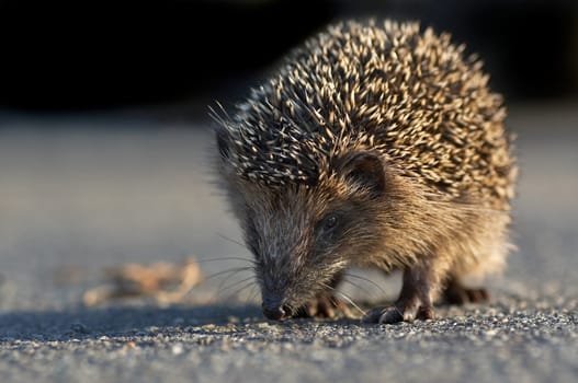 Young hedgehog on the street