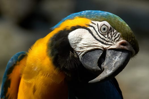 Yellow-breasted Macaw Portrait