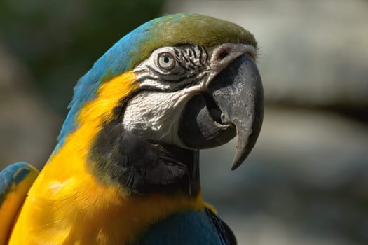 Portrait Yellow-breasted Macaw