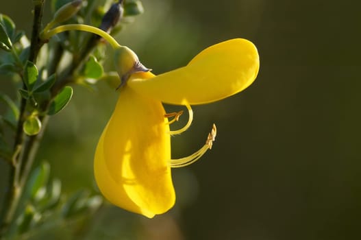 Broom Blossom (2)