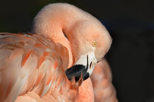 Flamingo Portrait (1)