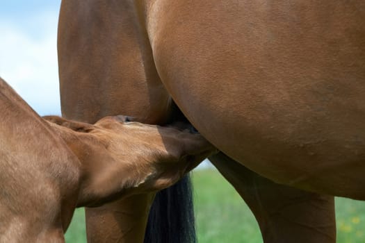 Drinking foal