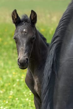 Foal Portrait